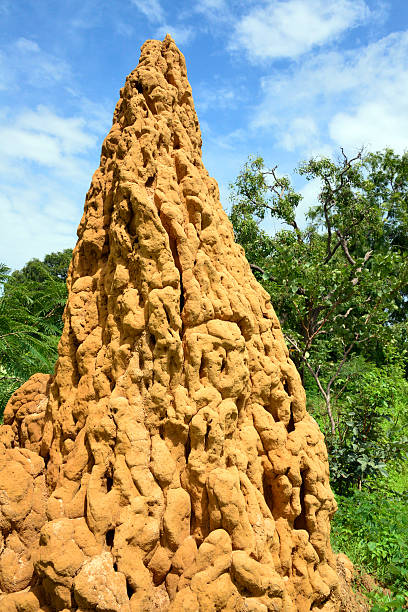 istock Giant anthill in Africa 489343866
