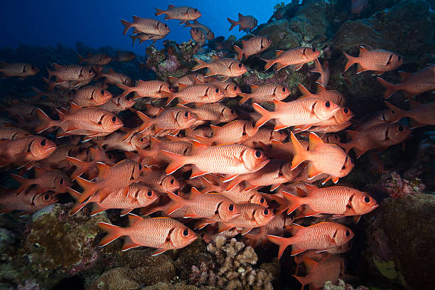 istock SOLDIERFISH/myripristis sp 489343904