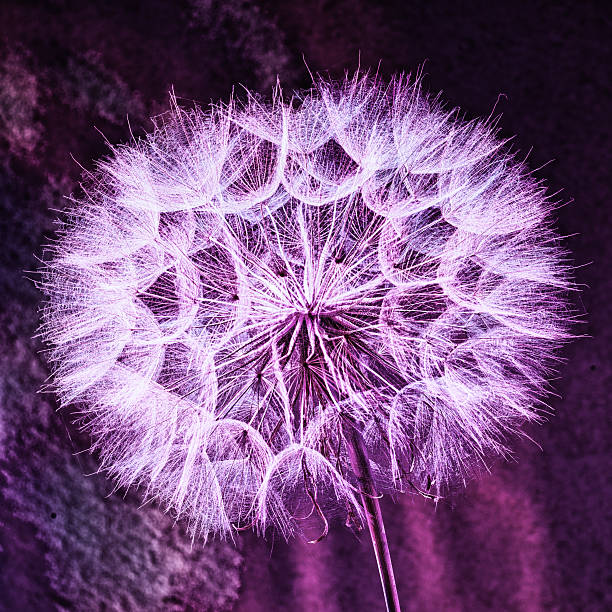 istock Vintage Pastel Background - vivid abstract dandelion flower 489345150