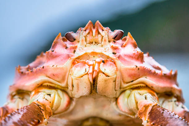 tête de crabe des neiges - monstrosity photos et images de collection