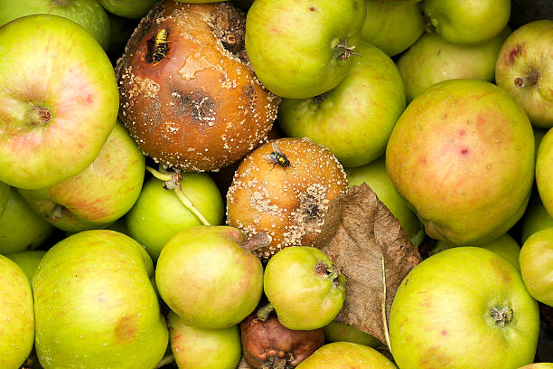 powalone jabłka z pszczół i rozporek - apple rotting fruit apple tree zdjęcia i obrazy z banku zdjęć