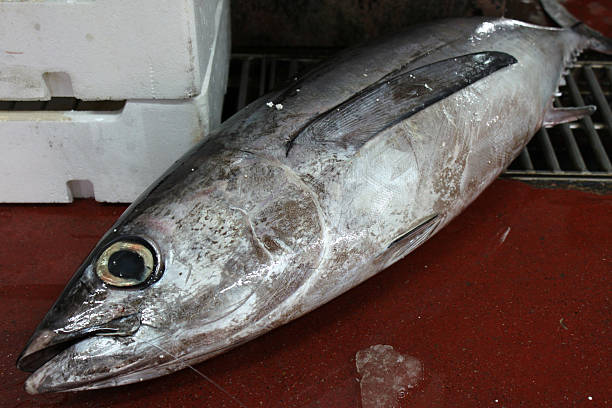 고기잡이 시장: - marlin prepared fish sushi raw 뉴스 사진 이미지