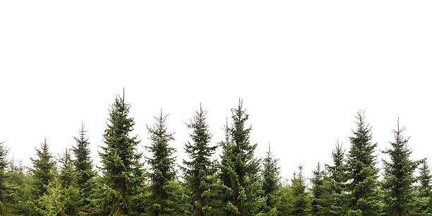 rangée d'arbres de pin de noël isolé sur blanc - pinède photos et images de collection