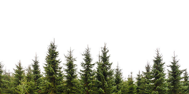 row of christmas pine trees isolated on white - granskog bildbanksfoton och bilder
