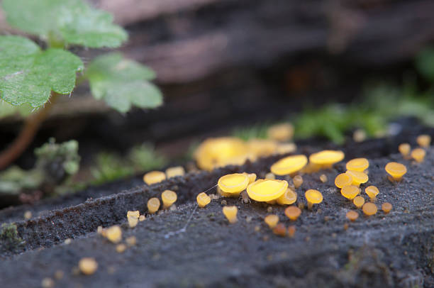 istock Bisporella citrina [Calycella citrina] 489348454