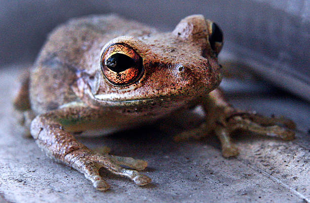 istock The Frog with the Huge Golen Eyes 489348478