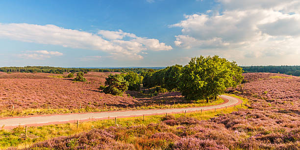 istock Panoramic image of blooming heathland at the Veluwe 489348840