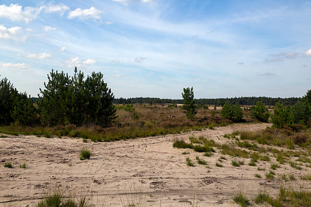 istock Sandy track in heathland 489349354