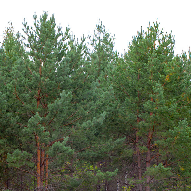 The trees in the forest photo for you