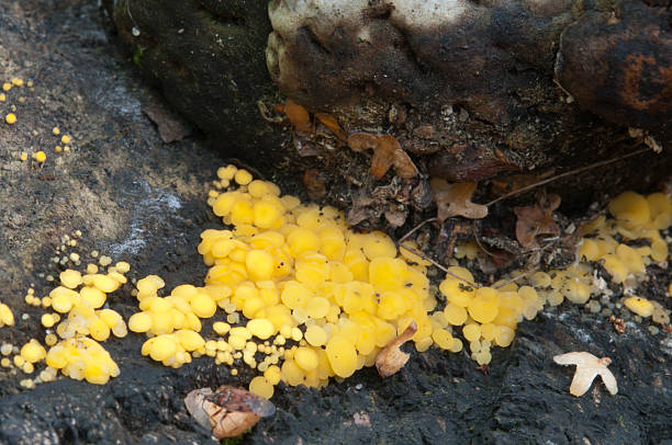 istock Bisporella citrina [Calycella citrina] 489349860