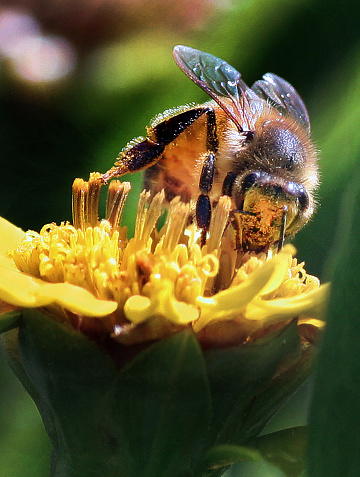 Fort Lauderdale, Florida - FEBRUARY 27, 2015: A honeybee searches for pollen on a sunflower at a public park.