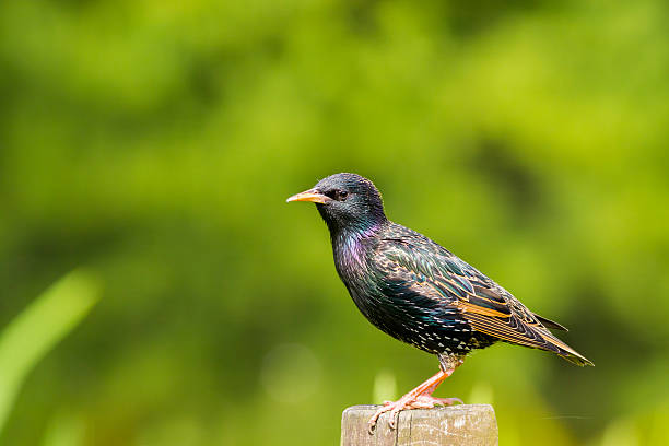 istock Common Starling - Sturnus vulgaris 489350762