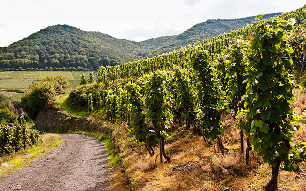 istock Vine yard and hiking path in Eifel hills near Altenahr 489350792