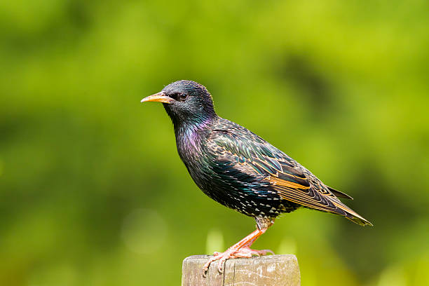 Common Starling - Sturnus vulgaris Common Starling - Sturnus vulgaris perched on a fence animal call photos stock pictures, royalty-free photos & images