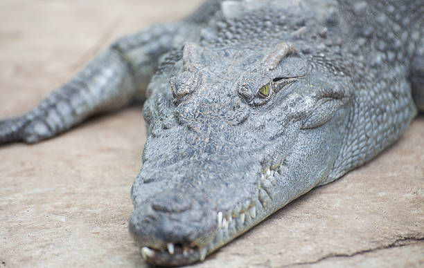 istock Portrait of crocodile sunbathing during the day 489352004