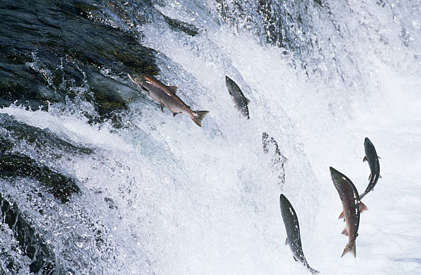 サーモン - pacific salmon ストックフォトと画像