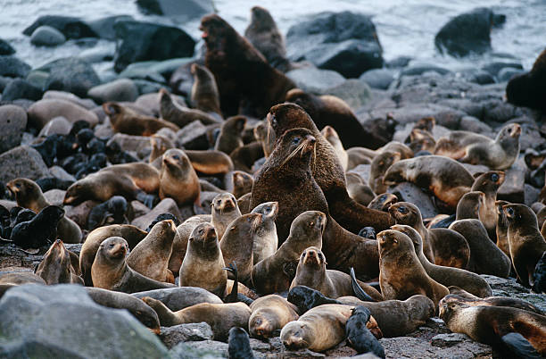 norte de focas - otaria - fotografias e filmes do acervo