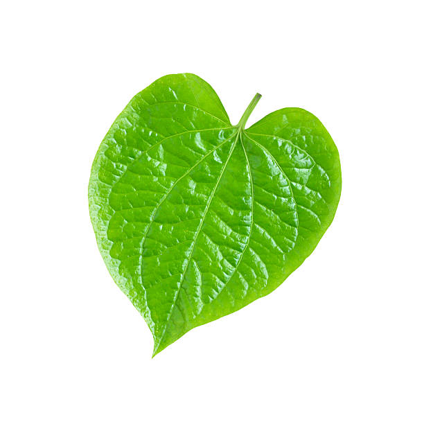 istock Green Betel leaf isolated on white background 489356555