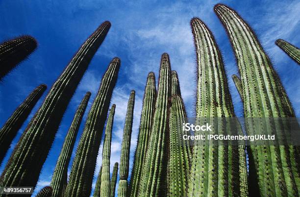 Organ Pipe Cactus Stockfoto und mehr Bilder von Arizona - Arizona, Aufnahme von unten, Fotografie