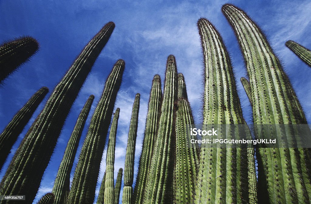 Cactus en tuyaux d'orgue - Photo de Arizona libre de droits