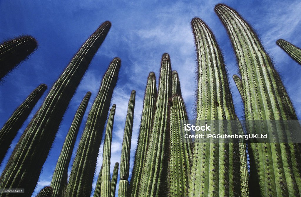 Lemacrocereus Thurberi - Foto de stock de Abundância royalty-free