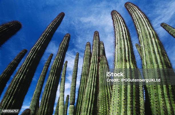 Кактус Труба Органа — стоковые фотографии и другие картинки Organ Pipe Cactus National Monument - Organ Pipe Cactus National Monument, Аризона - Юго-запад США, Без людей