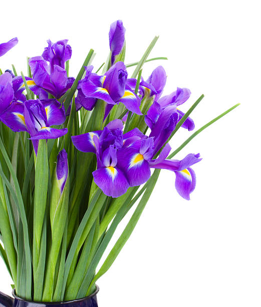 istock blue irise flowers bouquet 489356971