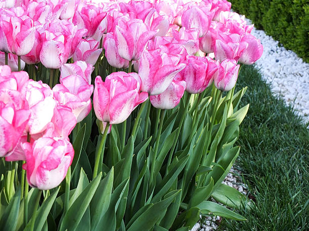 Tulipas cor de rosa no jardim - foto de acervo