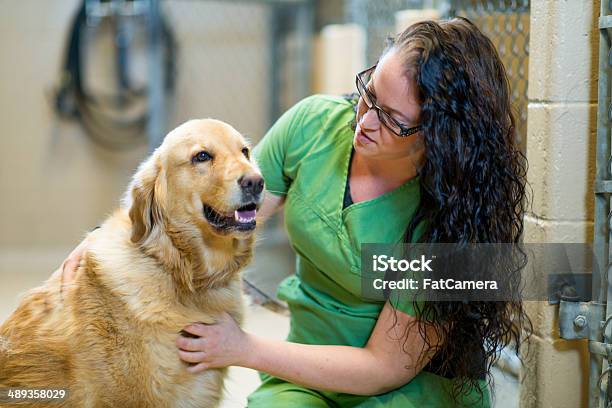 Photo libre de droit de Refuge Pour Animaux banque d'images et plus d'images libres de droit de Refuge pour animaux - Refuge pour animaux, Bénévole, Golden retriever