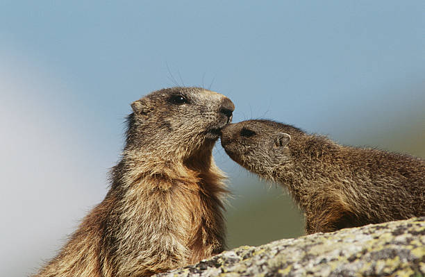 istock Female marmot with young on rock 489358505