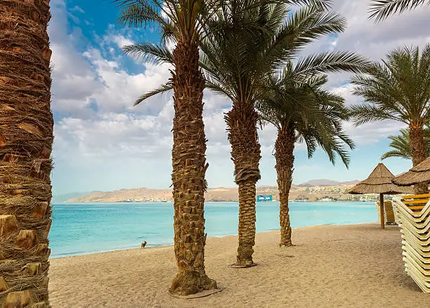 Photo of Palms at the North beach of the Red sea, Eilat