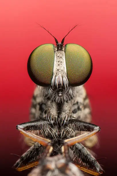 Photo of robber fly
