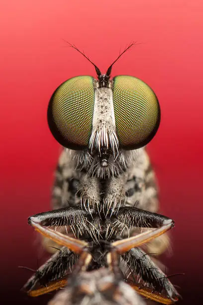 Robber fly taken in front of a red Coccinia grandis fruit