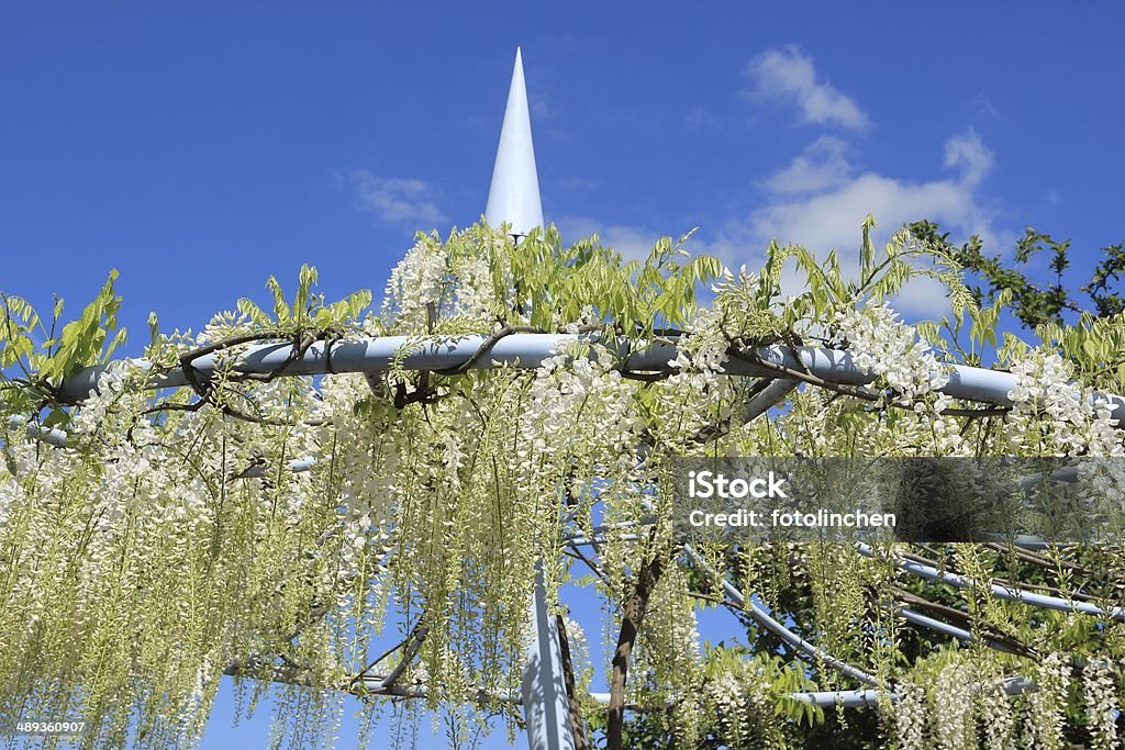 Weiße Glyzine - Lizenzfrei Blume Stock-Foto