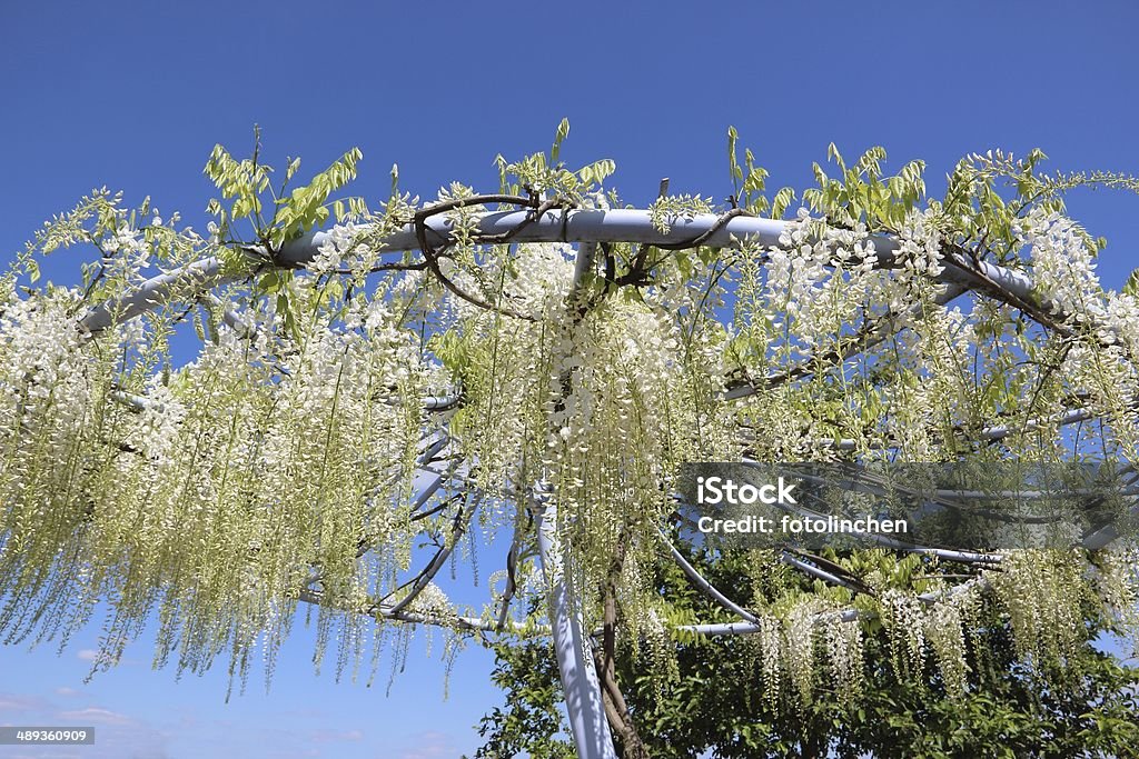 Weiße Glyzine - Lizenzfrei Blume Stock-Foto