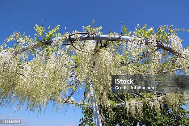 Weiße Glyzine Stockfoto und mehr Bilder von Blume - Blume, Farbton, Fotografie