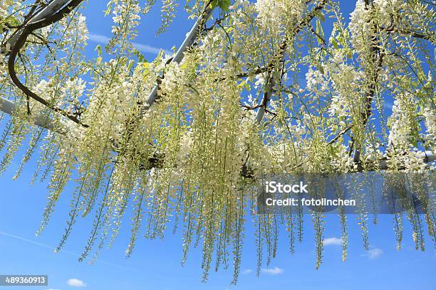 Weiße Glyzine Stockfoto und mehr Bilder von Blume - Blume, Farbton, Fotografie