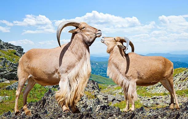 barbary sheeps na skale w słoneczny dzień - paridigitate mammals zdjęcia i obrazy z banku zdjęć