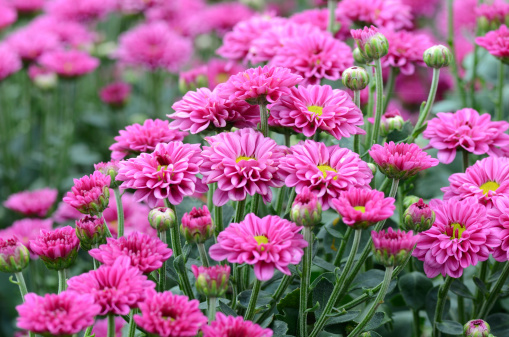 Pink flowers.