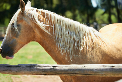 Shot of a palomino horse standing in a fenced off padock