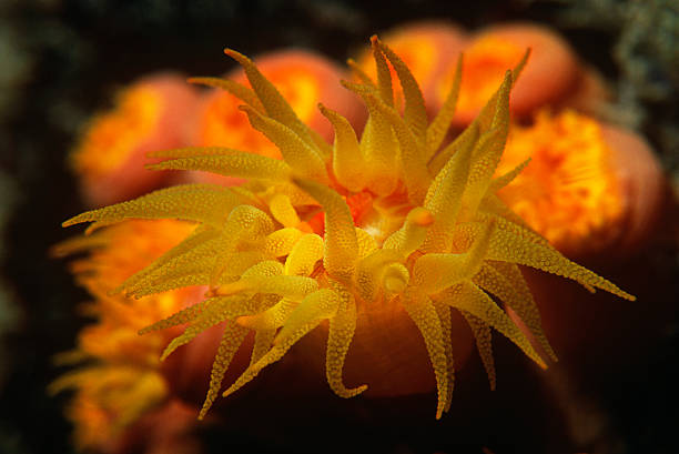 istock Polyps of cup coral feeding at night 489362335