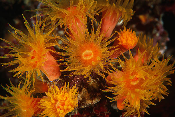 istock Polyps of cup coral feeding at night 489362351