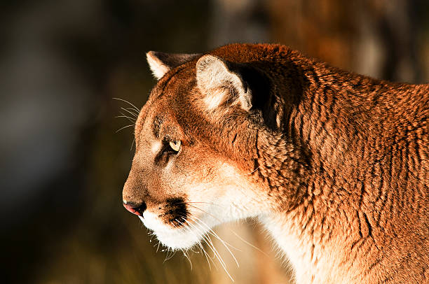 istock Close up of Mountain Lion 489368361