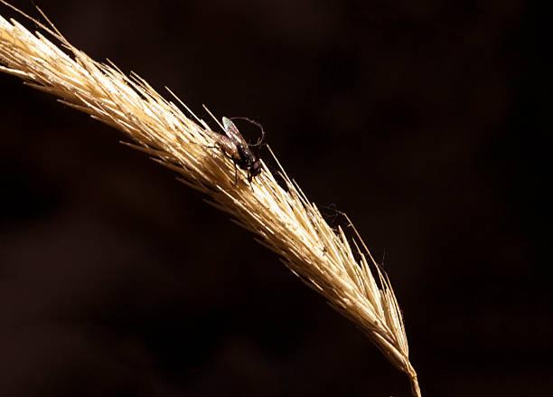 A black fly on wheat.