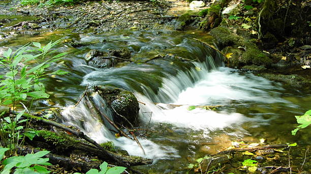 Stream in the forest stock photo