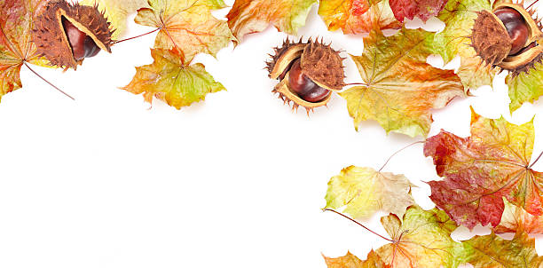 istock border frame of colorful autumn leaves 489378132