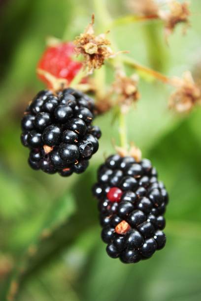 istock blackberries bunch on a farm, close-up 489378464