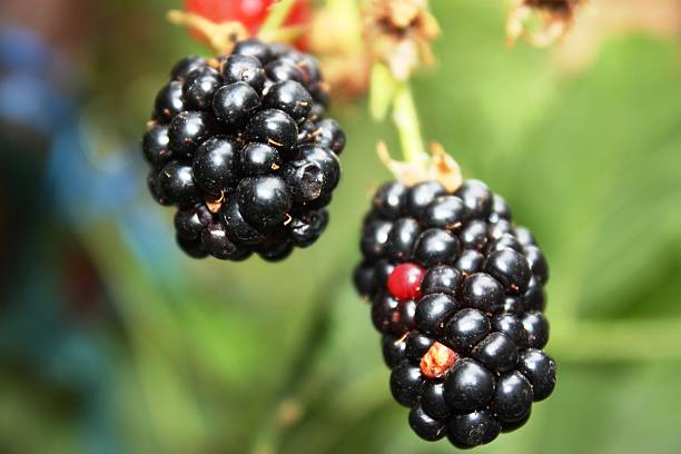 istock blackberries bunch on a farm, close-up 489378648