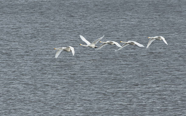 Whooper swans flying stock photo