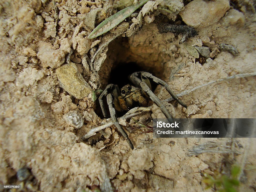 Wolf Spider Wolf Spider hiding in burrow. Wolf Spider Stock Photo